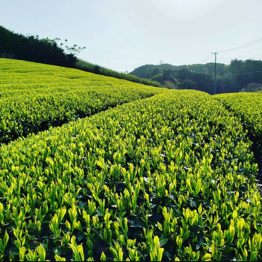 Sencha (Té verde) Makinohara no Shizuku